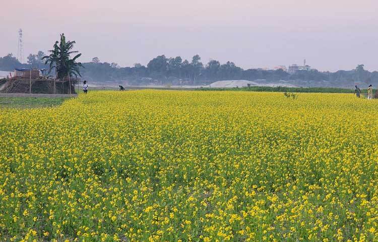 এ বছর কৃষি কর্মসূচির আওতায় ৮২ হাজার ৬০০ জন কৃষককে প্রণোদনা দেওয়া হয়েছে। যার মধ্যে ৭১ হাজার কৃষকই সরিষা চাষে প্রণোদনা নিয়েছেন।
