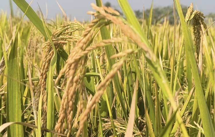 সোনালি ধানে ভরপুর ফসলের মাঠ।