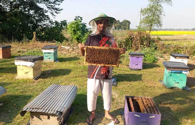 মৌ-বাক্স স্থাপনের ১২-১৫ দিনের মধ্যেই মধু সংগ্রহ করা যায়।