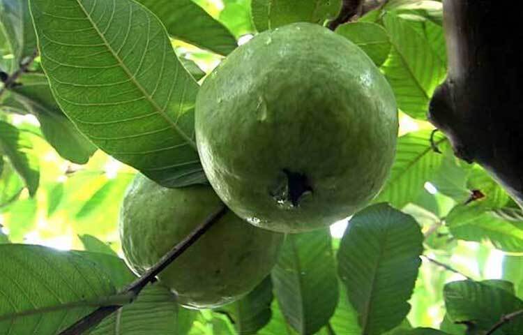 পেয়ারা শরীরের গ্লুকোজের মাত্রা নিয়ন্ত্রণ করে। উচ্চ ফাইবারসমৃদ্ধ পেয়ারায় থাকে প্রচুর পরিমাণে পেকটিন (এক ধরনের ডায়েটারি ফাইবার)। যা অন্ত্রের মাধ্যমে গ্লুকোজ শোষণে বিলম্ব করে, ফলে শরীরে হঠাৎ করে চিনি বৃদ্ধি পায় না।