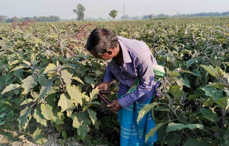 খুচরা বাজারে বেগুনের দাম বেশি হলেও কৃষক প্রতি কেজি বেগুনে ২০-৩০ টাকা পাচ্ছেন।