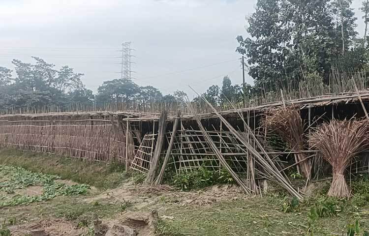 বর্তমানে দিন দিন কমছে পান চাষির সংখ্যা। তবুও পূর্বপুরুষের ধারা অব্যাহত রাখতে এখনো অনেকেই যুক্ত আছেন পান চাষে।
