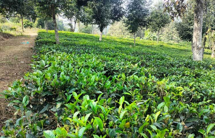 বাংলাদেশ চা বোর্ডের তথ্যমতে, দেশে ১৬৮টি চা বাগান নিবন্ধিত আছে। তার মধ্যে চট্টগ্রাম জেলায় ২২টি। ২০১৬ সাল থেকে চট্টগ্রাম জেলা ঘেঁষা মানিকছড়ি তিনটহরীতে ৪৩ একর জায়গার ওপর একটি চা বাগান আছে। যেটি বাংলাদেশ চা বোর্ডের সর্বশেষ নিবন্ধিত চা বাগান। সে তালিকায় ওঠেনি কৃষক আলী হোসেনের শখের চা বাগানের নাম।