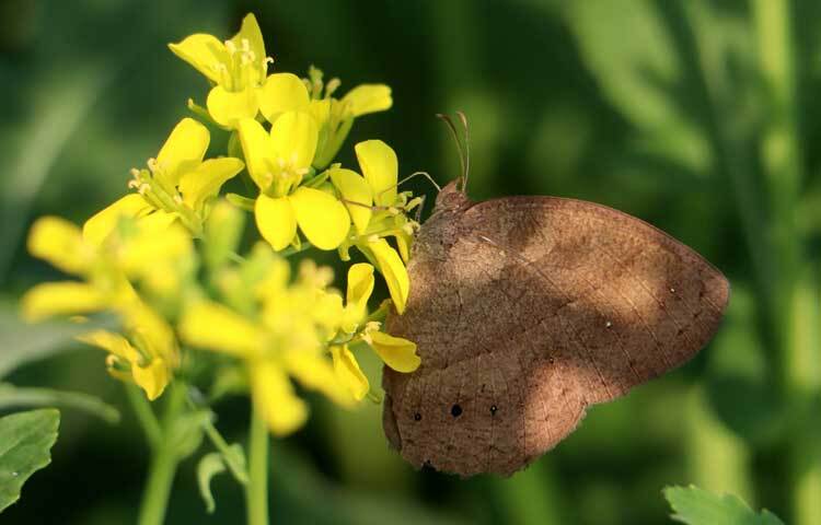 ফেনীর ৬ উপজেলার মধ্যে সবচেয়ে বেশি সরিষা আবাদ হয়েছে সোনাগাজীতে। এ উপজেলায় চলতি মৌসুমে ২ হাজার ৬৪৮ হেক্টর জমিতে লক্ষ্যমাত্রা নির্ধারণ করা হয়েছে। এরই মধ্যে আবাদ হয়েছে ২ হাজার ৫৫০ হেক্টর।