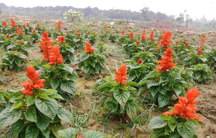 খামারের উদ্যোক্তা অস্ট্রেলিয়া প্রবাসী মঈন উদ্দিন বলেন, ‘১৯৮৬ সাল থেকে ৩৮ বছর প্রবাস জীবনযাপন করেছি। দেশের প্রকৃতির প্রতি ভালোবাসার টানে বাগানটি করেছি। গাছ-গাছালি, হরিণ, ময়ূর, ফুল, বনজ ৪০ হাজার বৃক্ষ দিয়ে সুসজ্জিত আমার স্বপ্নের বাগান। বাণিজ্যিকভাবে খুব বেশি লাভজনক না হলেও প্রকৃতির প্রতি ভালোবাসার টানে বাগানটি করা হয়।’ ছবি: এম মাঈন উদ্দিন
