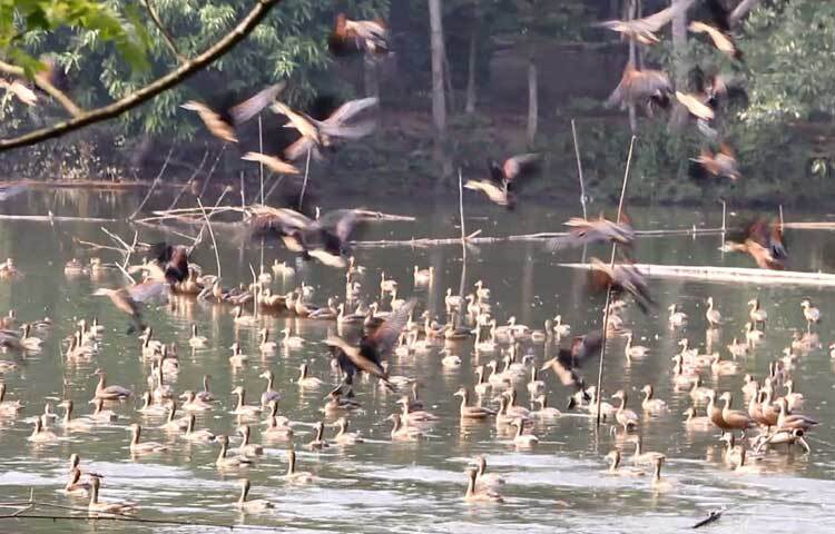 আট বছর ধরে শীত এলেই এ দিঘিতে শুরু হয় পাখির বিচরণ।