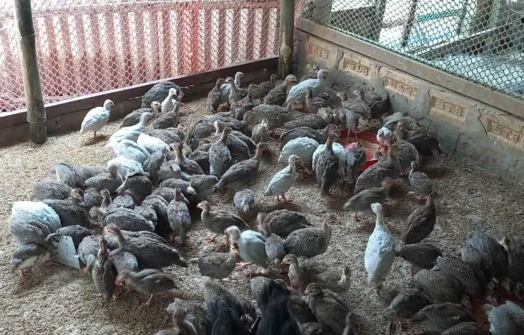 বাড়ির আঙিনায় সাড়ে ৩ বছর আগে শখের বশে মাত্র ১৩টি তিতির পাখি দিয়ে শুরু করেন রুবেল। এখন খামারে আছে ছোট-বড় প্রায় ৯০০ তিতির।