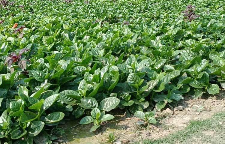 কালীগঞ্জ উপ-সহকারী উদ্ভিদ সংরক্ষণ কর্মকর্তা আক্তারুজ্জামান বলেন, ‘উপজেলার কৃষকেরা পুঁইশাকের চাষ ব্যাপকভাবে আয়ত্ত করতে পেরেছেন। তাই চাষিরা স্থানীয় বাজারগুলোর চাহিদা মিটিয়ে ঢাকাসহ দেশের বিভিন্ন জায়গায় সরবরাহ করতে পারছেন। প্রতিদিন স্থানীয় দোলান বাজার এলাকা থেকে ট্রাক-পিকআপ ভর্তি করে দেশের বিভিন্ন জায়গায় চলে যাচ্ছে।’