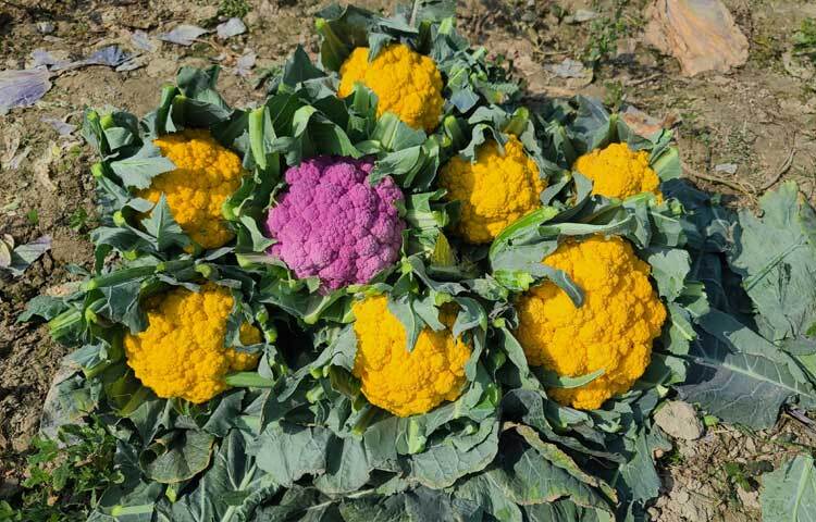 লক্ষ্মীপুর সদর উপজেলা কৃষি কর্মকর্তা মো. হাসান ইমাম বলেন, পরীক্ষামূলক কৃষক জামাল পুষ্টিগুণে সমৃদ্ধ রঙিন কপি আবাদ করেছেন। তিনি ভালো দাম পাচ্ছেন। আমরা প্রচারণা চালাচ্ছি এবং কৃষকদেরকে প্রশিক্ষণ দিচ্ছি, তারা যেন এ সবজি উৎপাদনে আগ্রহী হয়। এতে কৃষক অর্থনৈতিকভাবে লাভবান হবে।