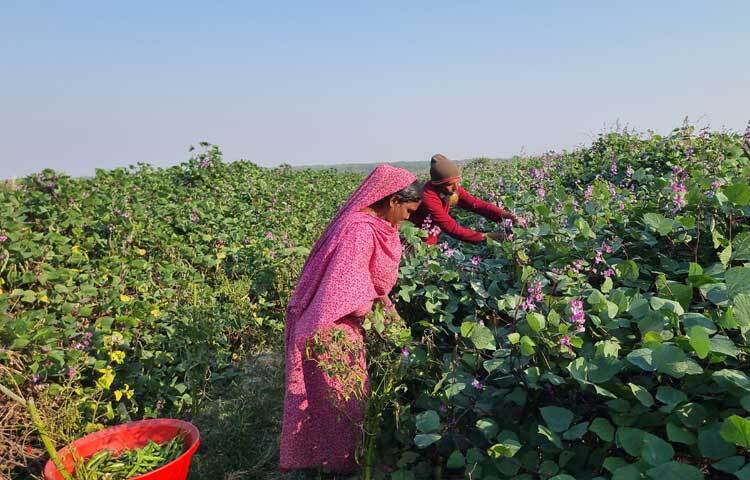 চাষিদের পাশাপাশি অনেক বেকার নারী-পুরুষ দৈনিক পারিশ্রমিকের ভিত্তিতে শিম তোলার কাজে ব্যস্ত সময় পার করছেন।