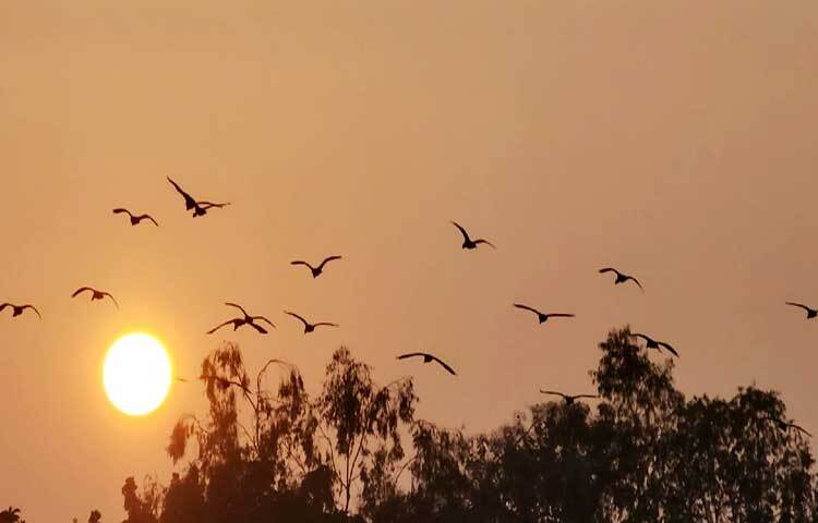 পাখিদের দেখতে সকাল-বিকেল মানুষের ভিড় জমে নরসুন্দা লেকসিটির মুক্তমঞ্চে।