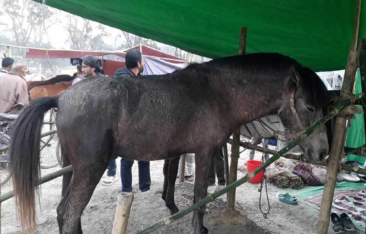 জনশ্রুতি আছে, ৭৮ বছর আগে শুরু হওয়া এই মেলায় আগে গরু, ছাগল, ঘোড়া, মহিষসহ উট ও দুম্বা বিক্রি হতো। ভারতের বিভিন্ন অঞ্চল থেকে এসব প্রাণী আনা হতো। বর্তমানে শুধু গরু, মহিষ ও বেচাকেনা হয়।