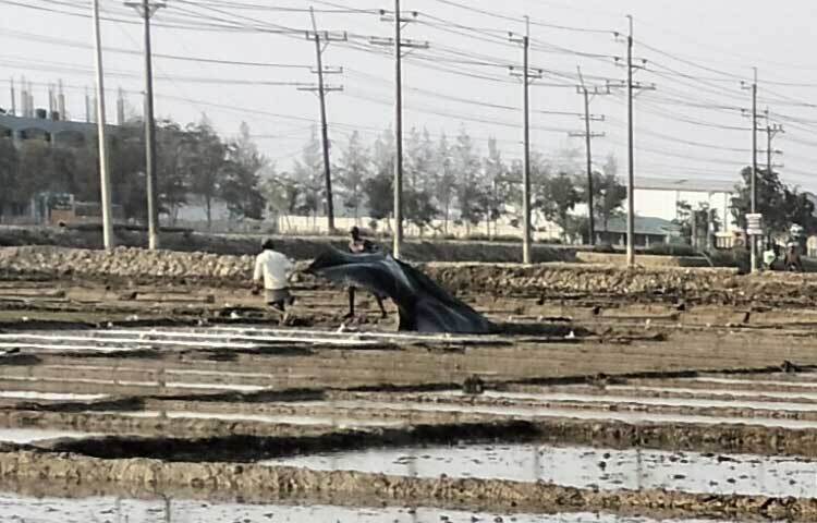 সাবরাং ইউনিয়নের বাসিন্দা ছৈয়দ করিম বলেন, ‘বিগত বছর লবণ উৎপাদন করে যে আয় হতো, তাতেই পুরো বছর পরিবারের অন্যান্য সব খরচ মেটানো যেতো। এখনতো আমরা লবণের ন্যায্য মূল্য পাচ্ছি না। অথচ লবণ উৎপাদন করা ছাড়া আমার অন্য কোনো ব্যবসা নেই। ন্যায্য মূল্য না পেলে আমরা ক্ষতিগ্রস্ত হবো।’