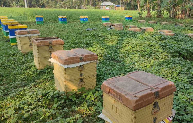 এছাড়া ক্ষেতের পাশে মৌ চাষের কারণে সরিষার বাম্পার ফলনে হয়েছে বলে জানান চাষিরা।