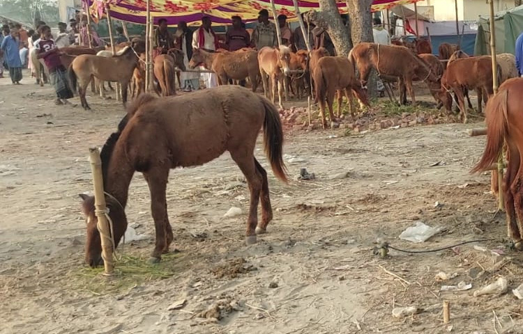 এবারের মেলাতেও দেশের বিভিন্ন জেলা থেকে ঘোড়া ব্যবসায়ীরা এসেছেন।