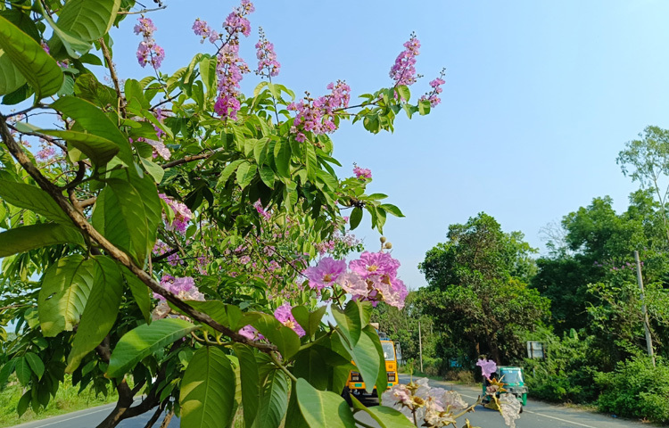 শুধু সৌন্দর্যই নয়, এসব গাছ পরিবেশ রক্ষা ও তাপমাত্রা নিয়ন্ত্রণেও ভূমিকা রাখে। শহরের ব্যস্ততা, যানজট, আর ক্লান্তিকর যাত্রার মাঝখানে জারুল-সোনালুর ফুল যেন কিছুটা প্রশান্তি এনে দেয়।