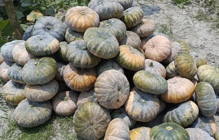 চলতি বছর লালমনিরহাটের ৫ উপজেলায় চরাঞ্চল ও সমতলে ১ হাজার ৩২০ হেক্টর জমিতে নানা জাতের মিষ্টি কুমড়া চাষ করা হয়েছে। প্রতি হেক্টর জমিতে কুমড়ার ফলন পাওয়া যায় ২৫-৩০ মেট্রিক টন। ৮০ শতাংশ কুমড়া উৎপন্ন হচ্ছে তিস্তা নদীর বালুচরে।