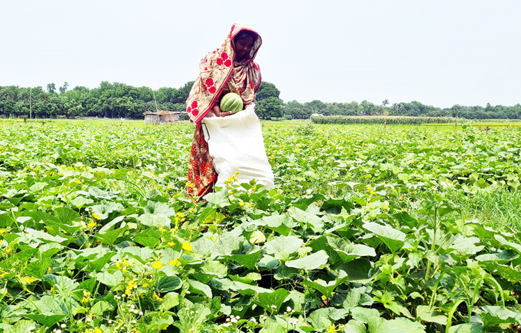 উদবাড়িয়া গ্রামের কৃষকরা জানান, তারা অধিকাংশ বর্গা চাষি। প্রতি বিঘা জমির লিজ ৩৫ থেকে ৪০ হাজার টাকা। লিজমূল্য, চাষ, বীজ, সার, পানি সেচ, শ্রমিক ও মজুরি মিলিয়ে প্রতি বিঘা রসুন চাষে খরচ লক্ষাধিক টাকা। রসুনের সাথী ফসল বাঙ্গি চাষে খরচের প্রায় অর্ধেক টাকা উঠে আসতো। কিন্তু এ বছর দাম না থাকায় ক্ষতি পুষিয়ে নিতে সরকারের কাছে প্রণোদনা ও সুদমুক্ত কৃষি ঋণের দাবি তাদের।