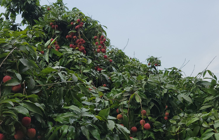 বাগানের গাছ লিচুতে ছেয়ে গেছে।