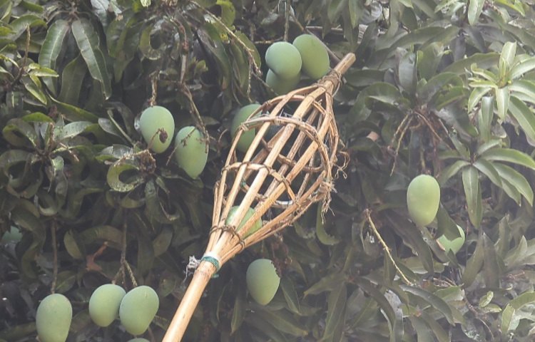 একটি গাছ থেকে পেয়েছেন প্রায় ৪০ মণ আম। গাছটি ছাড়াও বাড়ির আশেপাশে ৩-৪ একর জায়গায় চাষ করেছেন ২০০টির বেশি আম গাছ।