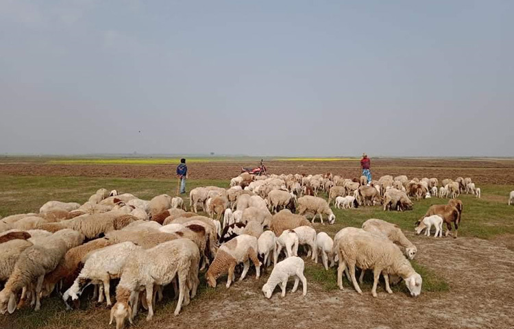 শিবগঞ্জ উপজেলার শ্যামপুর ইউনিয়নের চামা-ভাণ্ডার গ্রামের শহিদুল ইসলাম পাঁচ বছর ধরে গাড়ল পালন করছেন। এ বছর ঈদ উপলক্ষে তিনি ৩০টি গাড়ল প্রস্তুত করেছেন, এরই মধ্যে ২০টি বিক্রি হয়ে গেছে। বাকিগুলোও খুব শিগগিরই বিক্রি হয়ে যাবে বলে আশাবাদী তিনি।