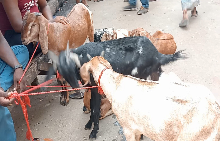 উৎসব যেন সকলের হয়, এই বার্তাই পৌঁছে দিতে চায় শহর কলকাতা। কারণ ধর্ম হোক যার যার, উৎসব সবসময়ই সবার।