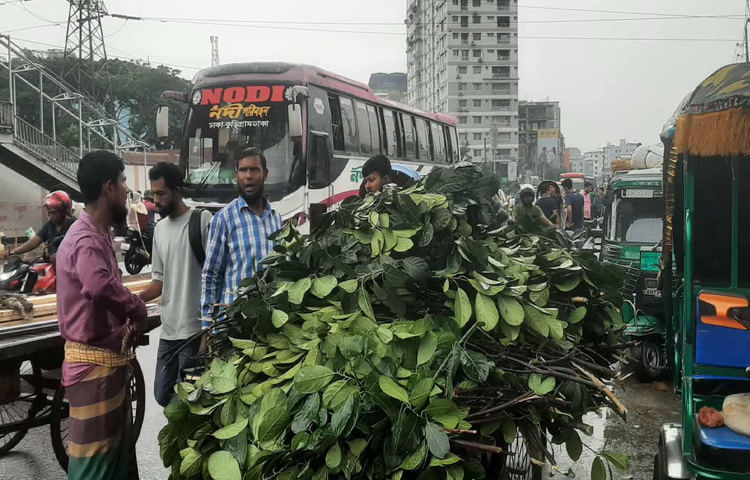 রাজধানীর বাড্ডা, রামপুরা, মোহাম্মদপুর, মিরপুর, যাত্রাবাড়ী, কামরাঙ্গীরচর ও জিঞ্জিরা ঘাট সংলগ্ন এলাকায় ঘুরে দেখা গেছে এক আঁটি সবুজ ঘাস বিক্রি হচ্ছে ৪০ থেকে ৫০ টাকায়।
