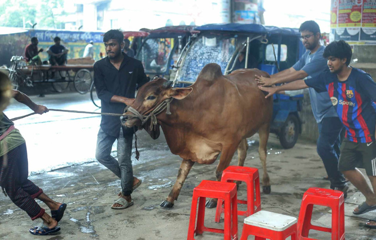 গরুর ঘন ঘন ডাক, মানুষের হাঁকডাক আর চারদিকে রঙিন আলোর ঝলক সব মিলিয়ে যেন এ এক ভিন্ন ধরনের উৎসব।