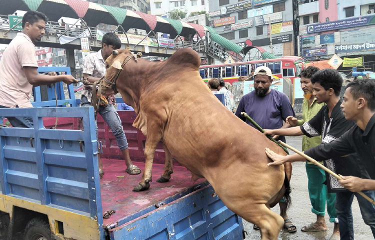 বিভিন্ন এলাকা থেকে আসা পাইকাররা গরু নিয়ে বসে আছেন হাটে। কারো গরু বিক্রি হয়ে গেছে, কেউ অপেক্ষায় আছেন শেষ সময়ের দাম ভালো পাবেন এই আশায়।