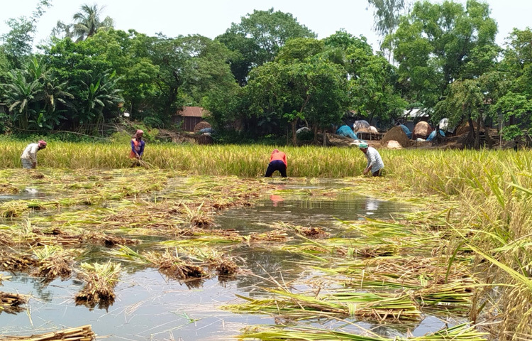 খেতের মধ্যে এখন কোমর সমান পানিতে দাঁড়িয়ে কোনো রকমে ধান কাটছেন কৃষকরা। কোথাও আবার নৌকা ভাসিয়ে তোলা হচ্ছে ক্ষেতের ধান।