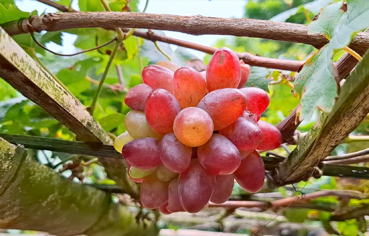রাজবাড়ী জেলা কৃষি সম্প্রসারণ অধিদপ্তরের প্রশিক্ষণ অফিসার গোলাম রাসূল বলেন, ‘মিশ্র ফল চাষিদের আমরা বিভিন্ন ভাবে উদ্বুদ্ধ করে থাকি। তাদের সুবিধা হলো কোনো একটির ফলন কম হলে অন্যটির ফলন ভালো হয়। সে ক্ষেত্রে চাষিরা একটু সুবিধা পায়। তবে আঙুর মূলত শীত প্রধান দেশের ফল। বর্তমানে আমাদের দেশের অনেক চাষি নিজ উদ্যোগে এ বাগান করছেন।