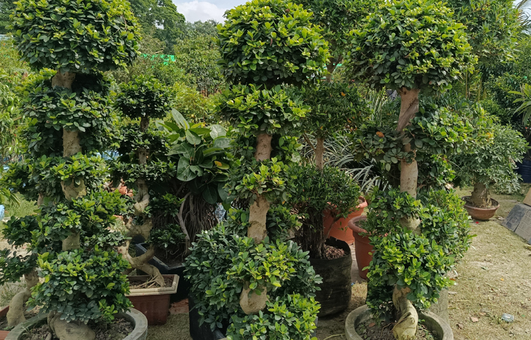 রাজধানীতে চলছে জাতীয় বৃক্ষমেলা। গাছ-গাছালিতে ভরে গেছে মেলা প্রাঙ্গণ। পছন্দের গাছ কিনছেন ক্রেতারা। তবে এবার মেলায় একটি বনসাইয়ের দাম উঠেছে ৩ লাখ টাকা পর্যন্ত। ছবি: জাগো নিউজ