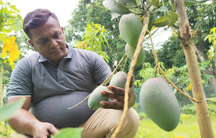 উজ্জ্বল জানান, এক দশক আগে জাপানপ্রবাসী এক আত্মীয় বেণু খাতুনের কাছ থেকে মিয়াজাকি আমের বিষয়ে প্রথম শুনেছিলেন তিনি। তখন থেকেই স্বপ্ন বুনেছিলেন দেশেই এই ফল উৎপাদনের। নাটোর থেকে গাছ এনে শুরু করেন তার যাত্রা। এই আমের বিশেষত্ব হচ্ছে এর ঔষধি গুণ।