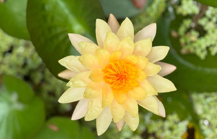 ফুলপ্রেমী জয়ার বাগানে হলুদ পদ্মের মায়া, যা সহজে দেখা মেলে না শহুরে পরিবেশে।