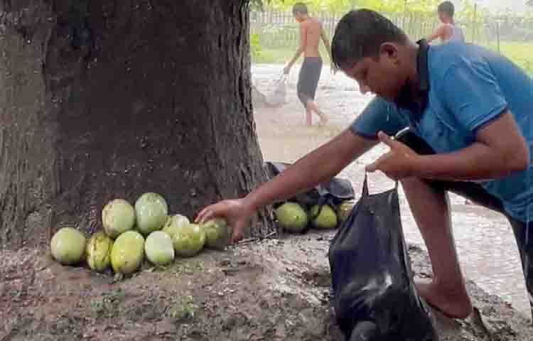 চাঁপাইনবাবগঞ্জ কৃষি সম্প্রসারণ অধিদপ্তরের উপ-পরিচালক ড. ইয়াসিন আলী বলেন, ‘ফজলি আমের মৌসুম প্রায় শেষ। এ সময় গাছে প্রচুর আম পাকে। আষাঢ়ের বৃষ্টিও শুরু হয়। এতে গাছ থেকে পাকা আম পড়ে। এসব আম কুড়িয়ে আমসত্ত্ব তৈরি করেন নারীরা। জেলায় বছরে কয়েক কোটি টাকার আমসত্ত্ব বিক্রি হয়।’