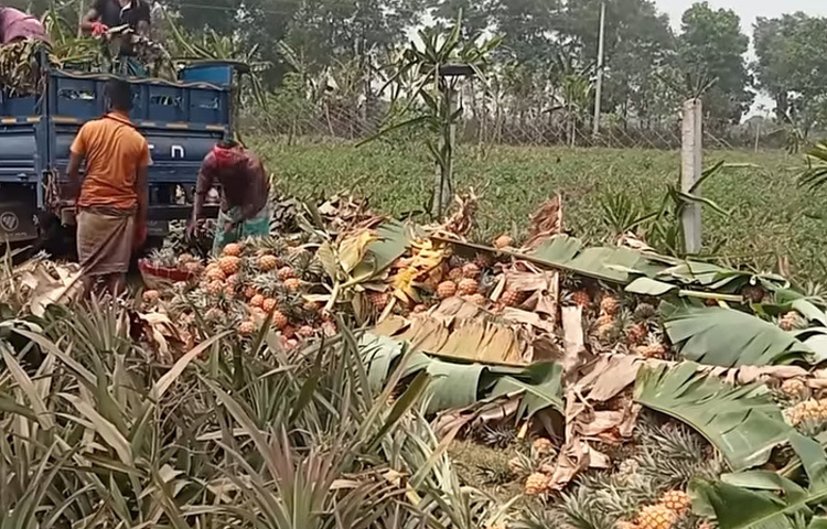 কাঁচা আনারসগুলো পাকিয়ে দ্রুত বাজারে তুলতে মাত্রাতিরিক্ত রাসায়নিক প্রয়োগ করা হচ্ছে। এসব আনারস খেলে শরীরের মারাত্মক ক্ষতি হওয়ার আশঙ্কা থাকলেও তা বন্ধ হচ্ছে না।