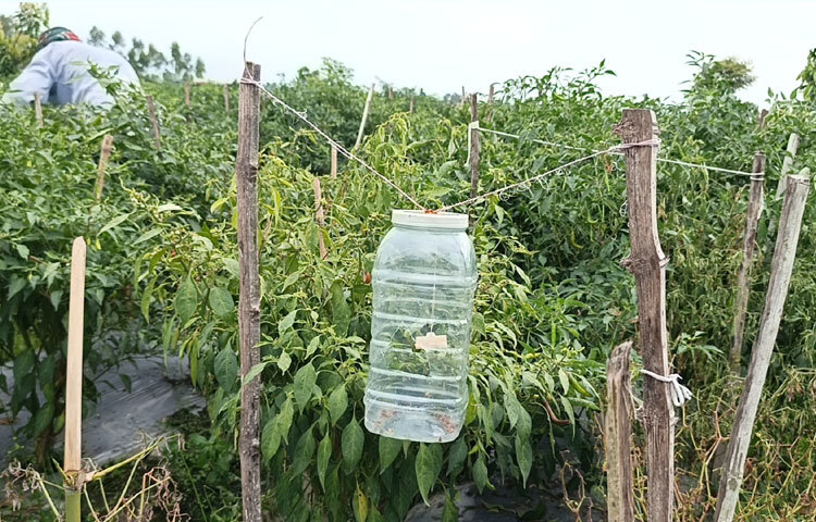 জানা যায়, সারোয়ার সেলিম শুরুর দিকে ইউটিউব দেখে চাষাবাদ সম্পর্কে জ্ঞান অর্জন করেন। পরে বিরল উপজেলা কৃষি অফিসারের কাছে পরামর্শ নিয়ে প্রথমে করলা ও পরে বর্ষাকালীন মরিচ চাষ শুরু করেন। মরিচ চাষ করে এক মৌসুমে ৬ লাখ টাকা আয় করবেন বলে আশা করছেন।