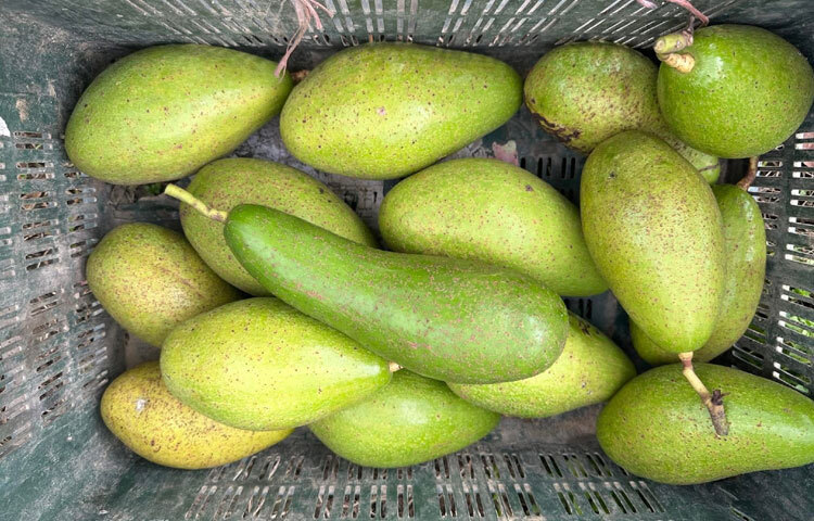 ওমর শরীফ জানান, তিনি মেক্সিকান জাতের প্রতিস্থাপনযোগ্য অ্যাভোকাডো চারা লাগিয়েছেন, যা অর্থনৈতিকভাবে স্থানীয় চাহিদা পূরণে সহায়ক হবে। অ্যাভোকাডো একটি মিষ্টি সুস্বাদু ফল, যা পুষ্টিগুণে ভরপুর। এতে চিনির পরিমাণ কম হওয়ায় ডায়াবেটিস রোগীদের জন্য অত্যন্ত উপকারী।