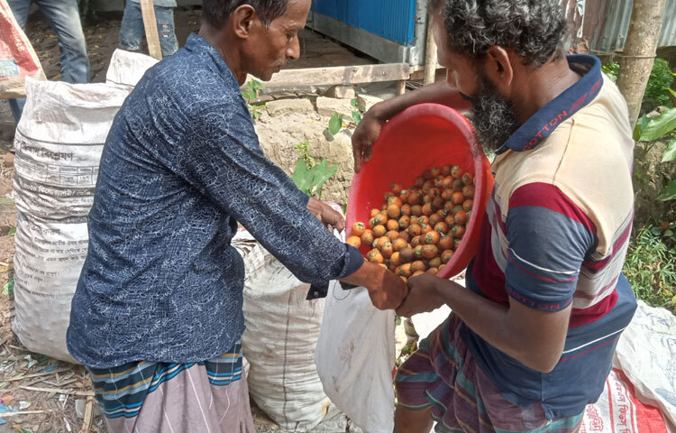 ক্রেতারা জানান, এ বছর সুপারির উৎপাদন বেশি হওয়ায় আমরা কম দামে সুপারি কিনতে পারছি। পাশাপাশি আমরা ভালো লাভের আশা করছি।