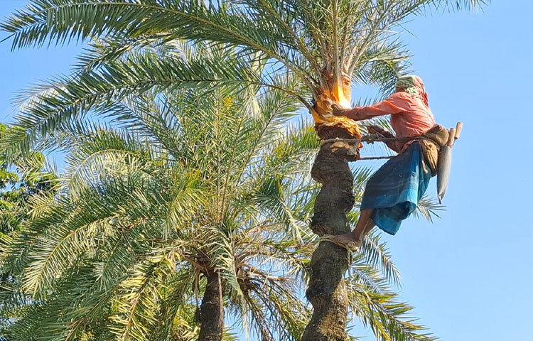 প্রাকৃতিক ও নিরাপদ উপায়ে গ্রামের গাছিরা এসব গুড় তৈরি করেন। কাঁচা রসের জনপ্রিয়তাও ব্যাপক। সারাদেশে খেজুর গুড়, রস ও পাটালির ব্যাপক চাহিদা। ঝিনাইদহ অঞ্চল থেকে এসব রস, গুড় ও পাটালি সারাদেশে সরবরাহ করা হয়।