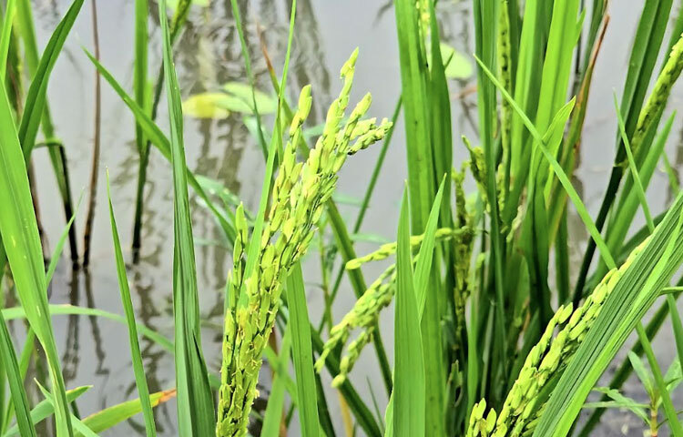 বিস্তীর্ণ জমিতে দোল খাচ্ছে সবুজ ফসল। স্বল্প সময়ে বীজে ধান আশায় খুশি হওয়ার কথা থাকলেও মলিন মুখ আর হতাশা নিয়ে বসে আছেন কৃষকরা। আশপাশের সব জমির ধানে ফসল এলেও বিবর্ণ শুধু সাউথ এশিয়ান সিডস কোম্পানির উচ্চ ফলনশীল বি.আর-২২ জাতের ধানের ফসল।