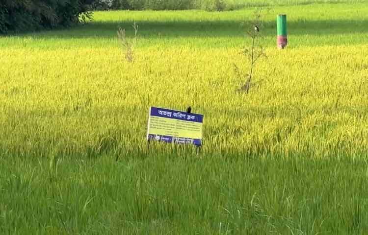 এবার রোপা আমনের লক্ষ্যমাত্রা ছিল ৬৬ হাজার ৭৫৫ হেক্টর। ছয় উপজেলায় আবাদ হয়েছে প্রায় ৬৭ হাজার হেক্টর। কৃষি বিভাগের হিসাব অনুযায়ী জেলায় উচ্চ ফলনশীল জাতের আবাদ হয়েছে বেশি। লক্ষ্যমাত্রার প্রায় ৯০ শতাংশই উচ্চ ফলনশীল জাত আবাদ করেছে কৃষকরা। জেলায় এ জাতের আবাদ হয়েছে ৬৩ হাজার ৭৮৫ হেক্টর, অন্যদিকে স্থানীয় জাতের ২ হাজার ৯২১ হেক্টর আর হাইব্রিড হয়েছে মাত্র ৮৮ হেক্টর। উৎপাদন লক্ষ্যমাত্রা উফশী জাতের প্রতি হেক্টরে ৪ দশমিক ০৫ মেট্রিক টন থাকলেও এরই মধ্যে কর্তন হওয়া জমিতে আরও বেশি উৎপাদন হয়েছে।