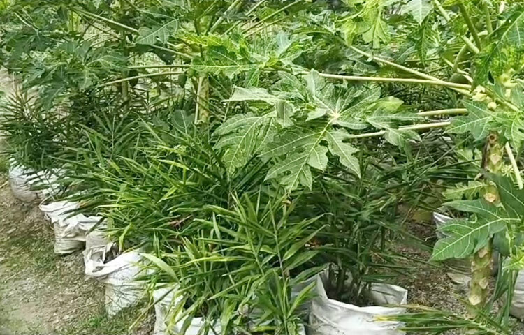 কৃষকেরা যাতে আন্তঃফসল হিসেবে বা বাড়ির পাশে পতিত জায়গায় আদা চাষ করে লাভবান হতে পারেন, সে পরামর্শ দেওয়া হচ্ছে কৃষি অফিসের পক্ষ থেকে। এতে খরচও তুলনামূলক কম। ছবি: আল মামুন