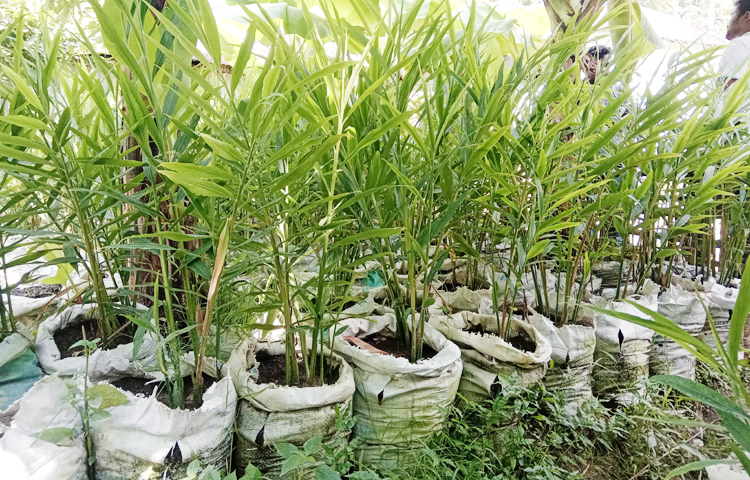 জেলার বিভিন্ন উপজেলায় খোঁজ নিয়ে জানা যায়, এ বছর জেলায় ৩ লাখ ৩২ হাজার ৭৭৫ বস্তায় আদা চাষ করা হয়েছে। এর মধ্যে নীলফামারী সদর উপজেলায় ১ লাখ ৫ হাজার, ডোমারে ৬৫ হাজার, ডিমলায় ৬০ হাজার, কিশোরগঞ্জে ৫৮ হাজার ৪০০, জলঢাকায় ২৬ হাজার ও সৈয়দপুর উপজেলায় ১৮ হাজার ১৫০ বস্তায় আদা চাষ করা হয়েছে। ছবি: ইব্রাহিম সুজন