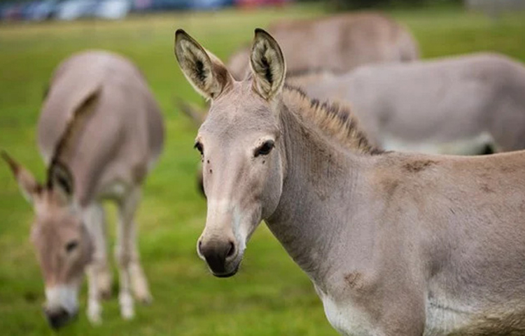 প্রাণিবিজ্ঞানীরা গাধাকে বুদ্ধিমান ও স্মার্ট প্রাণী বলেই মনে করেন। মানুষের কণ্ঠের নির্দেশ বোঝে তারা। পুরনো মনিব ও সঙ্গীসাথীকে ২৫ বছর পরেও চিনতে পারে গাধা। ছবি: সংগৃহীত
