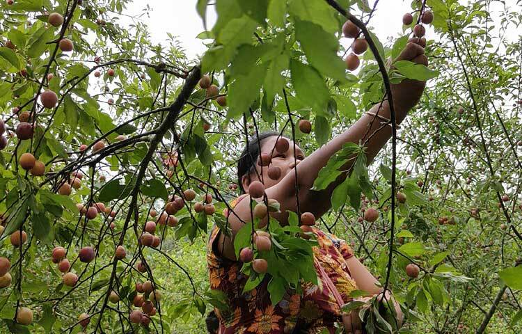 আমাদের দেশে আলুবোখারার চাহিদা অনেক। দেশের চাহিদা মেটাতে বিদেশ থেকে আমদানি করা হয় প্রতি বছর। কিন্তু যথাযথ প্রক্রিয়াজাত করতে না জানার কারণে বাগানেই নষ্ট হচ্ছে আলুবোখারা। ছবি: মুজিবুর রহমান ভুইয়া