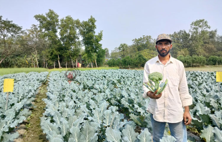 উপজেলা কৃষি অফিস সূত্রে জানা গেছে, চলতি মৌসুমে প্রদর্শনী হিসেবে ৫ একর জমিতে ১৫ জন কৃষক ব্রোকলি চাষ করেছেন। ৫০ শতক জমিতে কৃষি অফিসের দেওয়া প্রদর্শনীতে ব্রোকলি চাষ করে সফলতার মুখ দেখছেন উপজেলার দক্ষিণ মিঠালার পূর্ব মলিয়াইশের বাসিন্দা মোহাম্মদ মামুন।