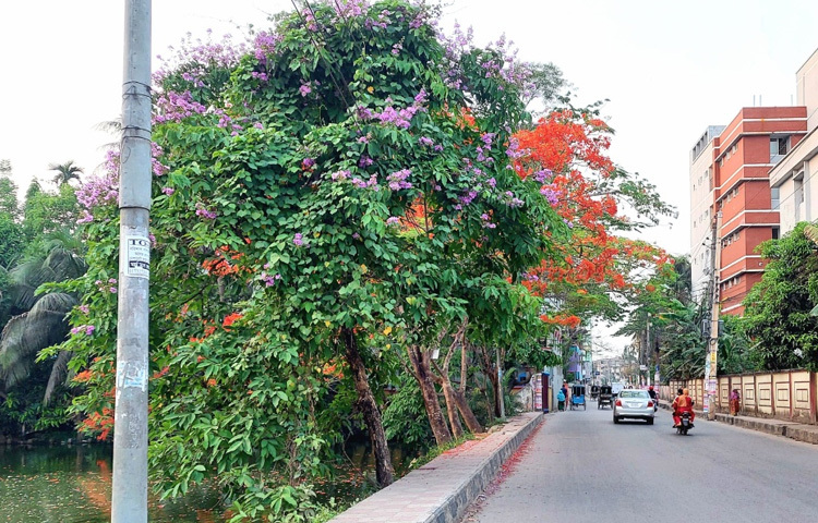 নদী পথে বরিশালের প্রবেশদ্বার লঞ্চঘাট এলাকায় বিশাল এলাকাজুড়ে কৃষ্ণচূড়া গাছের দীর্ঘ সারি। প্রতিটি গাছই যেন কৃষ্ণচূড়া ফুলে ছেয়ে গেছে।
