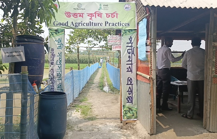 মাসুদ আহমেদের প্রদর্শনী প্লটে প্রায় ১ একর জমিতে চাষ হয়েছে করলা, শসা, বরবটি, মুলাসহ নানা জাতের সবজি।