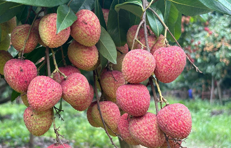 ঢাকার সুপারশপ, কৃষিপণ্য বাজার ও পাঁচ তারকা হোটেলে হাজরাপুরের লিচু পৌঁছাতে পারলে অধিক দামে বিক্রি করা সম্ভব। এতে শুধু উৎপাদকই লাভবান হবেন না বরং স্থানীয় পরিবহন, প্যাকেজিং, হিমায়ন ও সরবরাহ চেইনসহ সংশ্লিষ্ট অসংখ্য মানুষের কর্মসংস্থান ও আয় সৃষ্টি হবে।